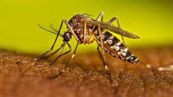Experts call for preventive measures as dengue cases continue to rise in KP